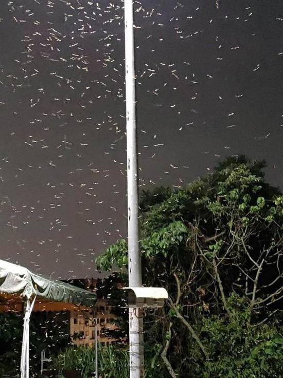 大溪镇天气预报更新通知