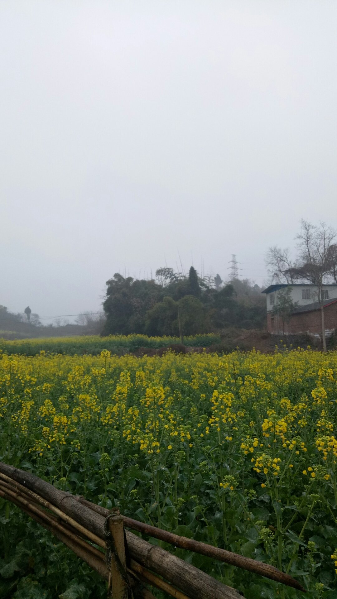 黄荆乡最新天气预报概览