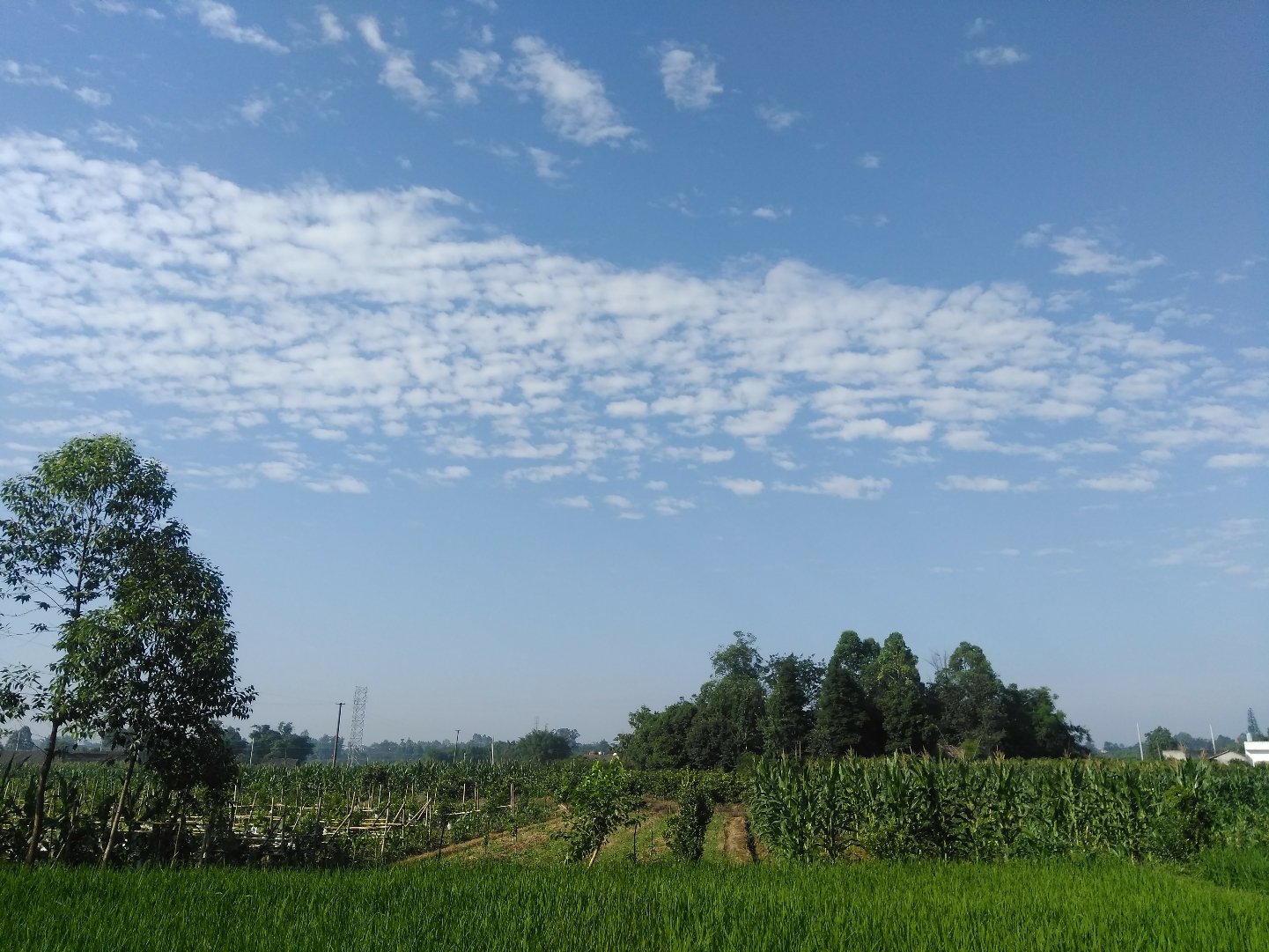 望峰乡天气预报更新通知